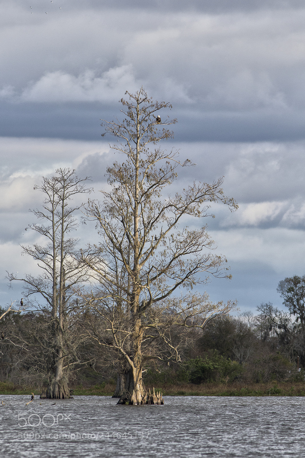 Canon EOS 7D Mark II sample photo. Cypress in lake photography