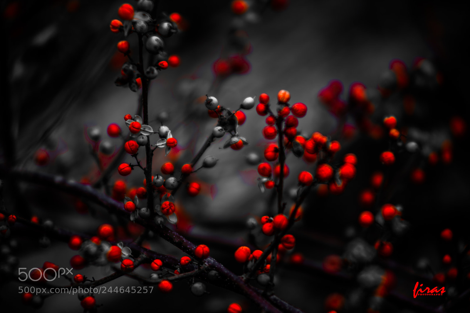 Nikon D610 sample photo. Red photography