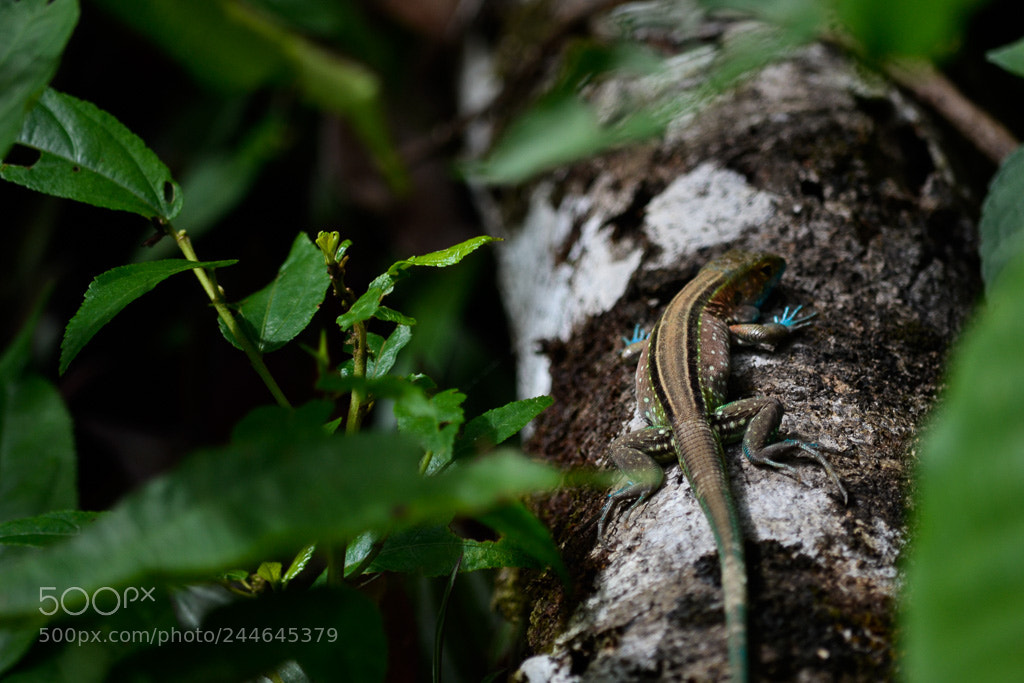 Nikon D3100 sample photo. Vida silvestre photography