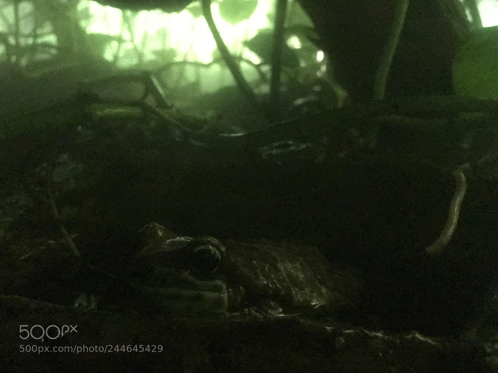 Apple iPhone SE sample photo. Frog and fog photography