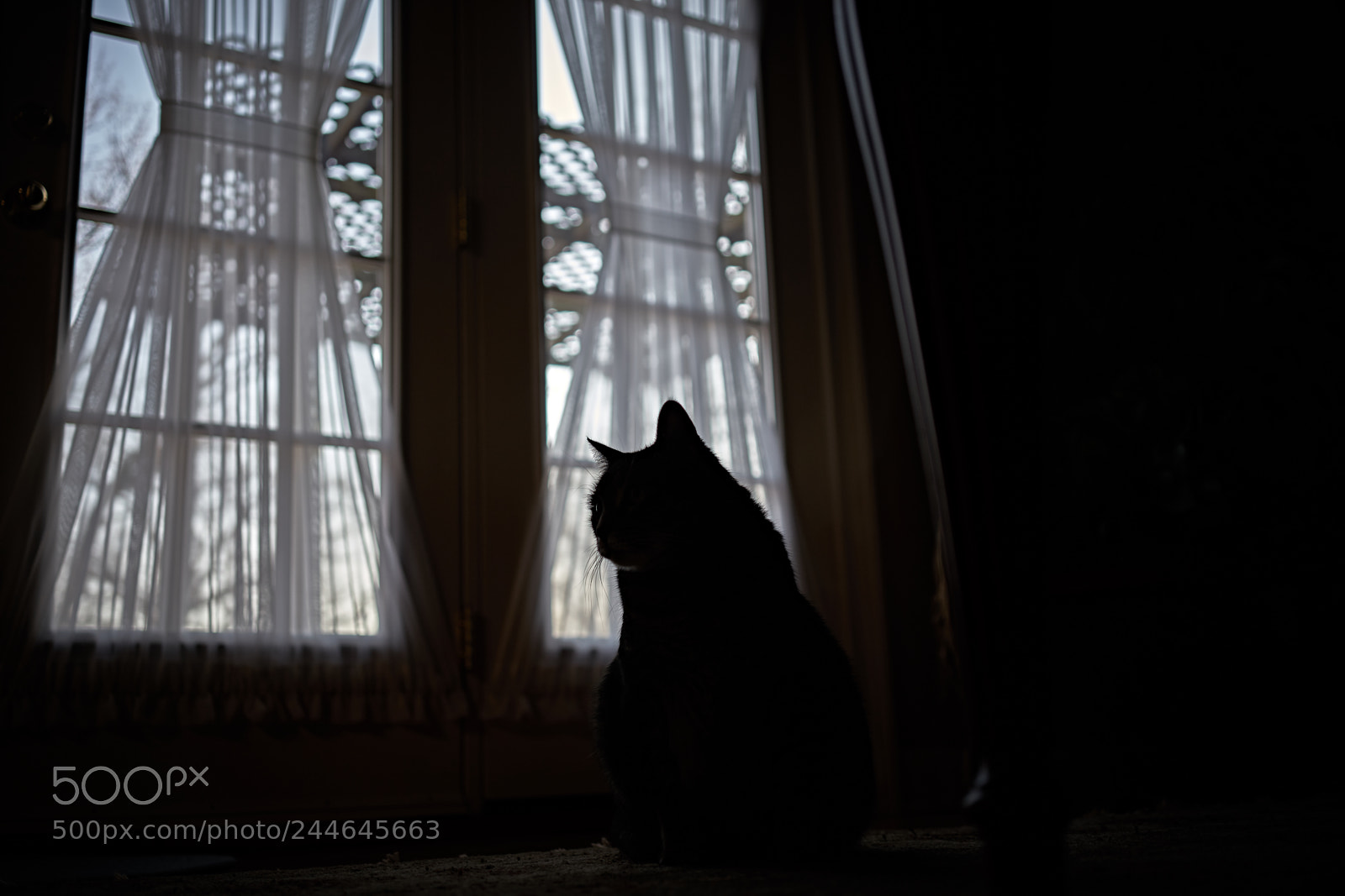 Sony a7 II sample photo. Backlight (experimental) photography
