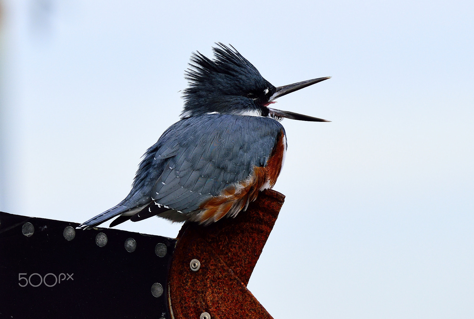 Nikon AF-S Nikkor 200-500mm F5.6E ED VR sample photo. Kingfisher talking photography