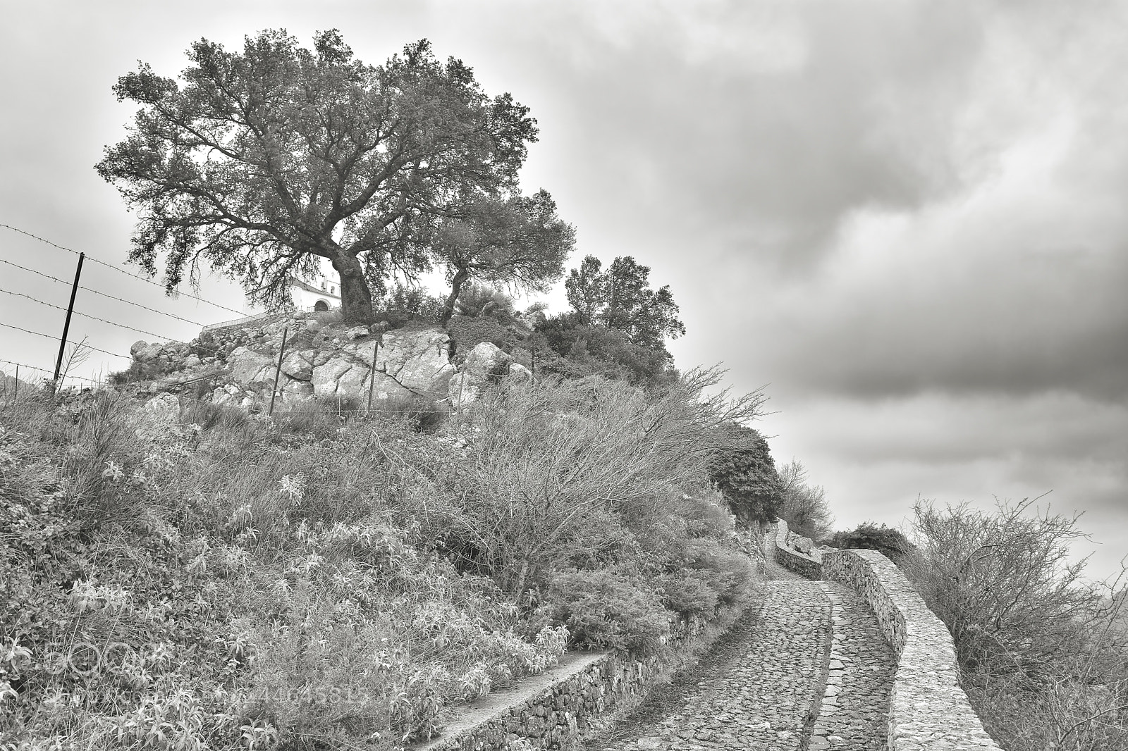 Nikon D7200 sample photo. La encina. photography