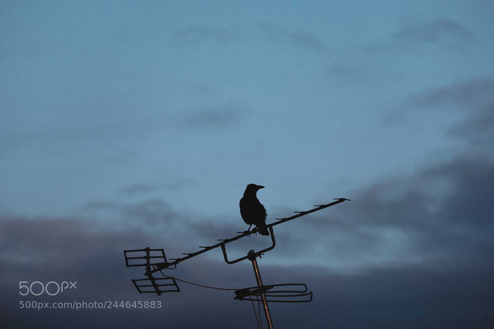 Fujifilm X-T20 sample photo. Crow photography