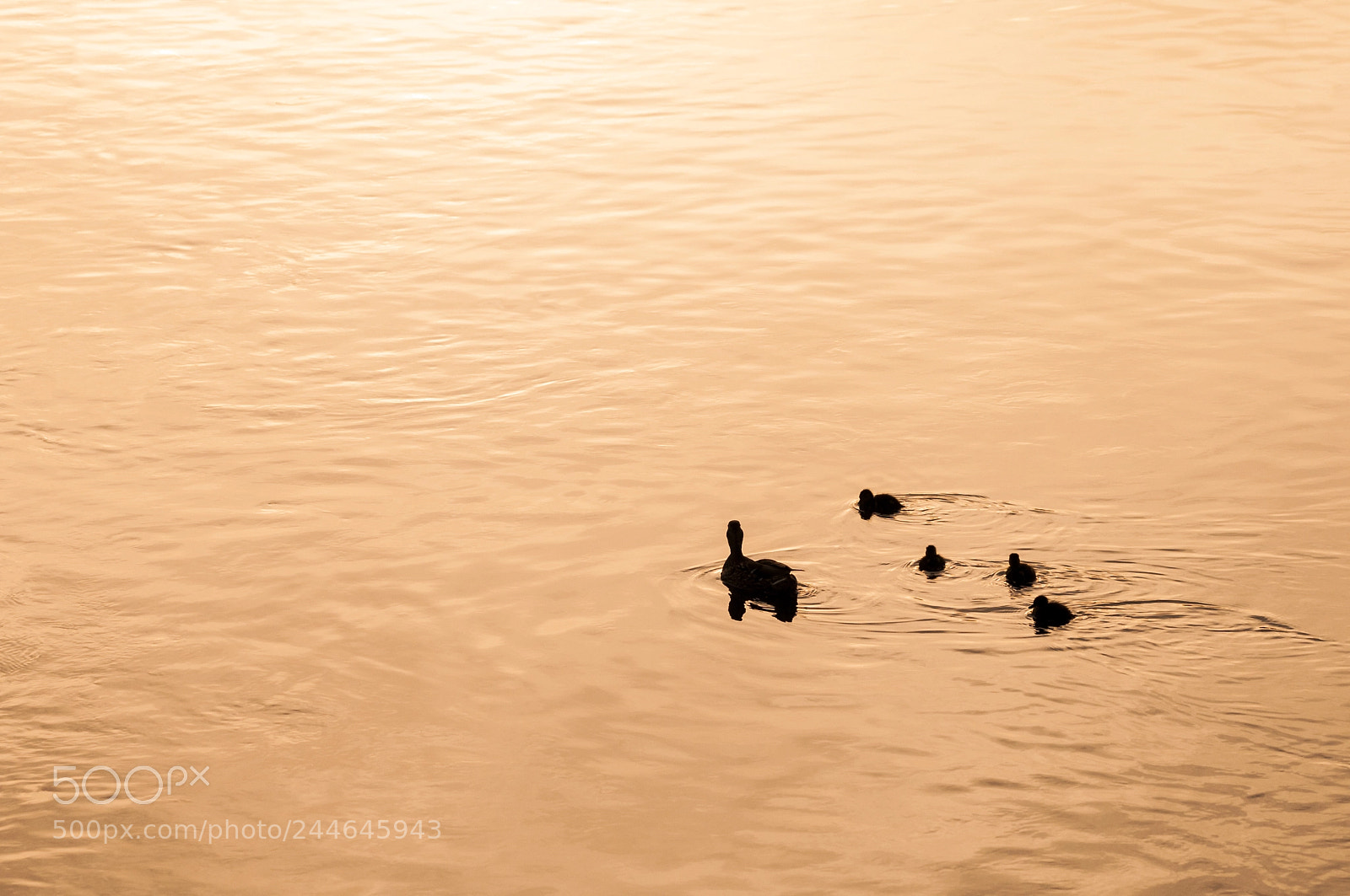 Nikon D300 sample photo. Duckfamily photography