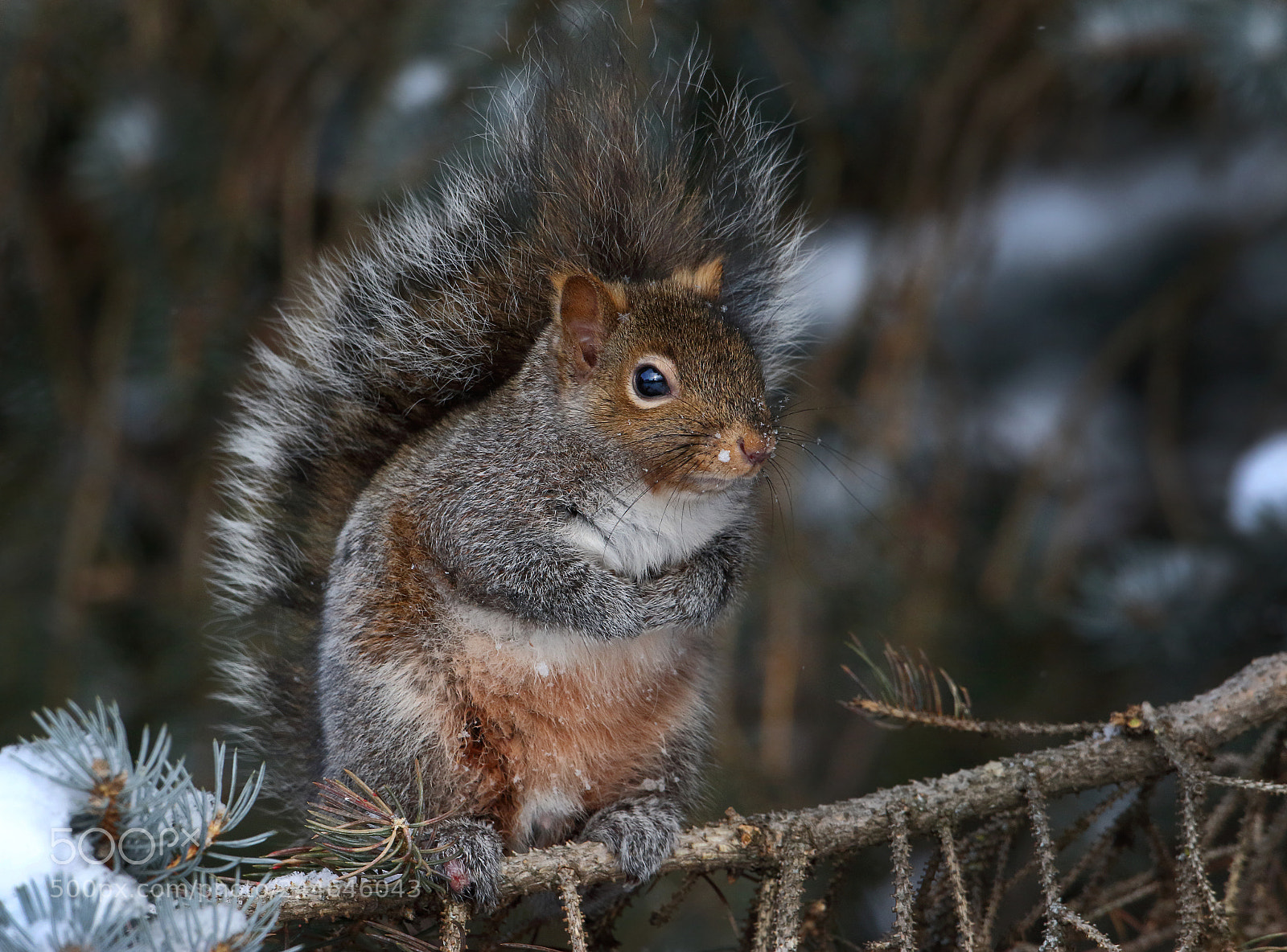 Canon EOS 7D Mark II sample photo. Winter squirrel photography