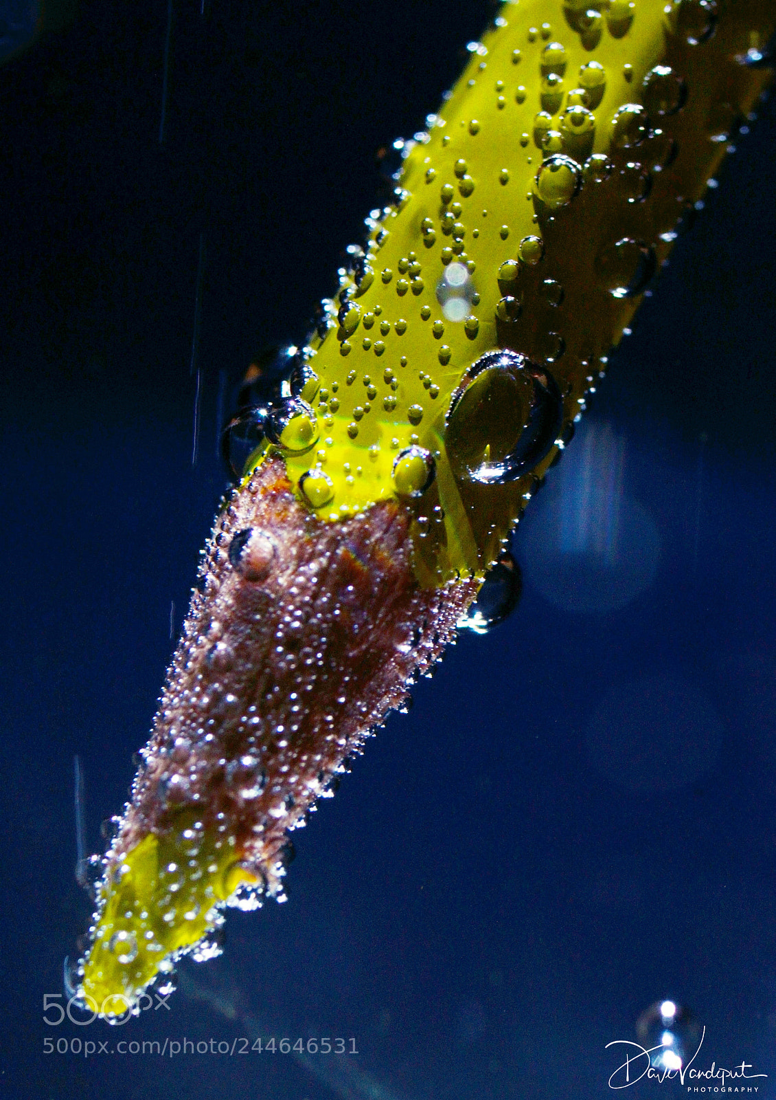 Sony SLT-A77 sample photo. Coloring water photography