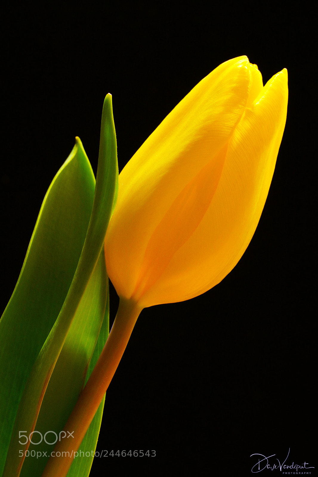 Sony SLT-A77 sample photo. Lonely tulip photography