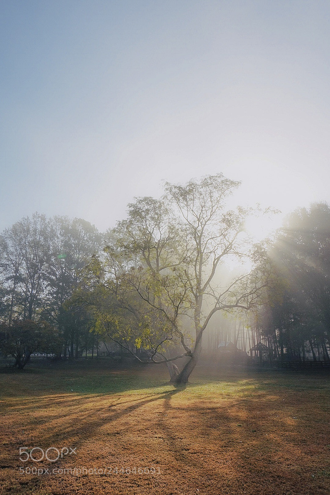 Sony Alpha a5000 (ILCE 5000) sample photo. Tree photography