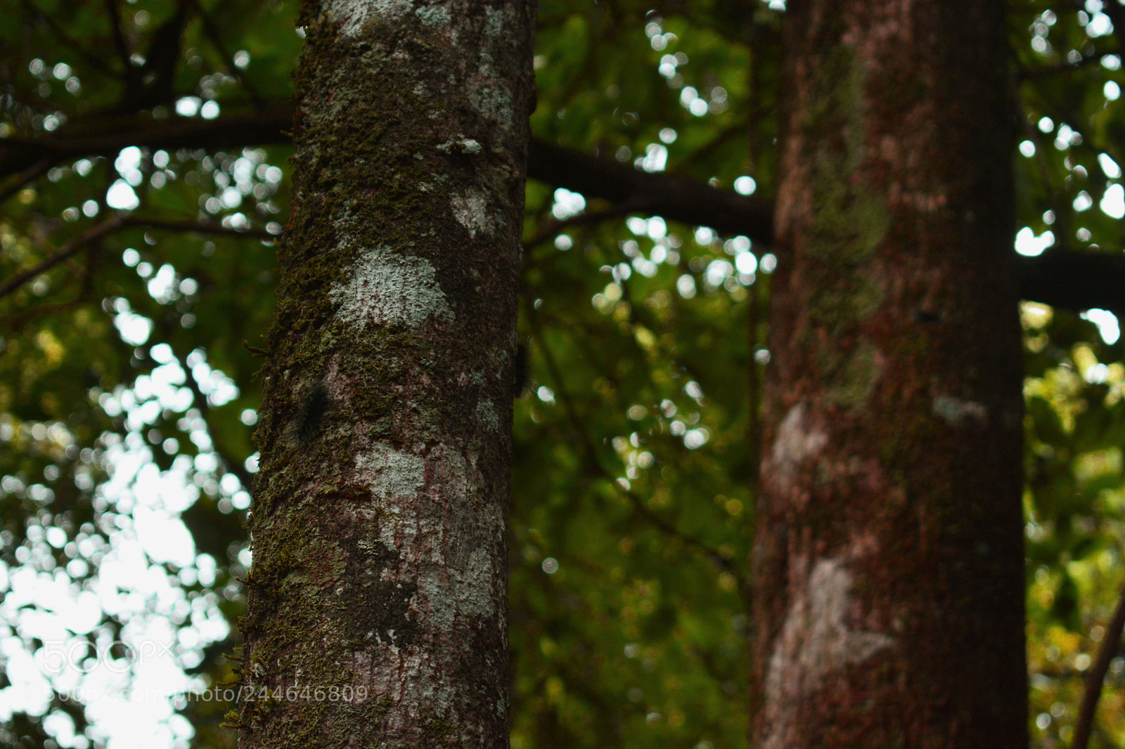 Nikon D7100 sample photo. Find the moustache photography