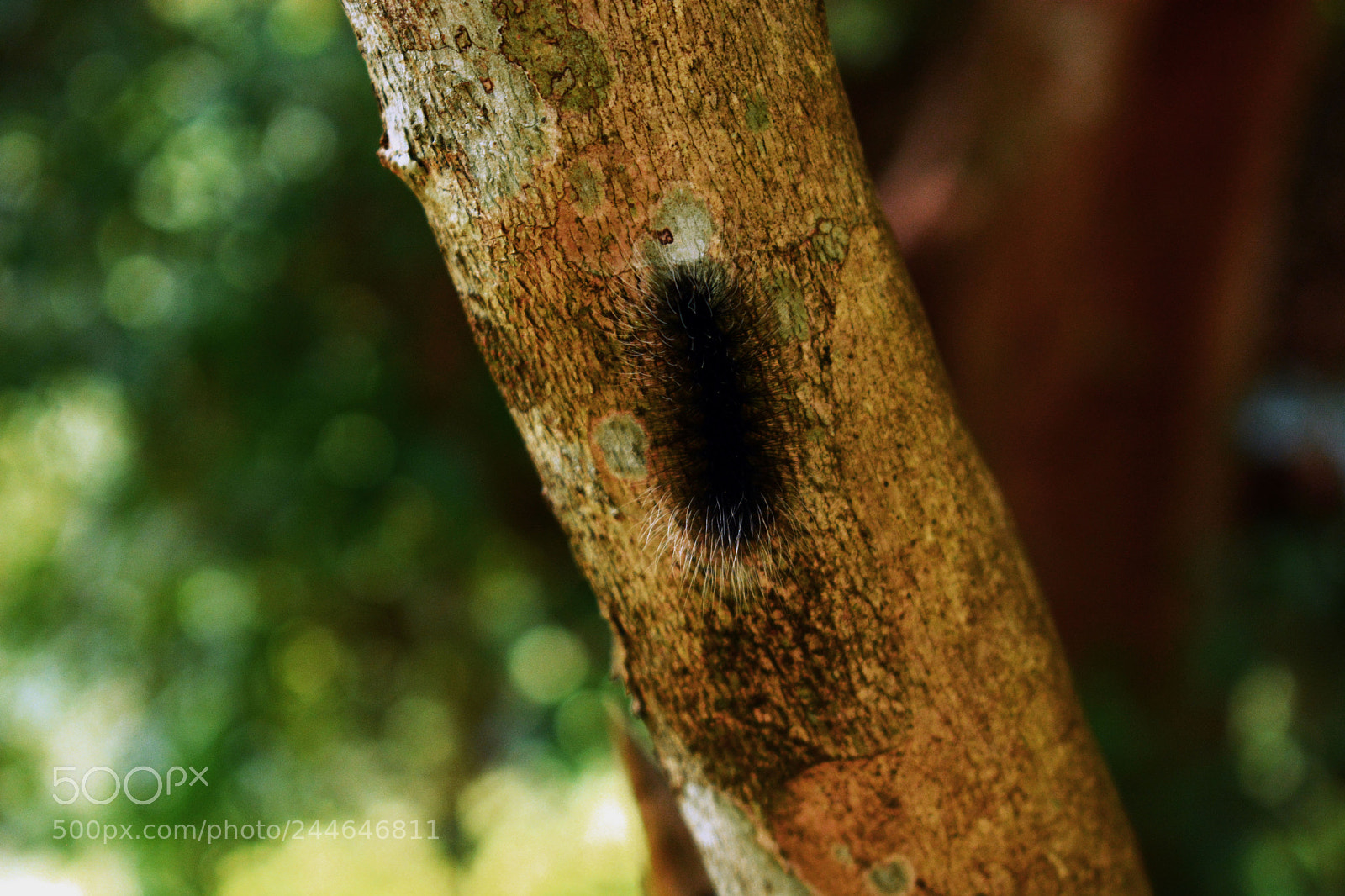 Nikon D7100 sample photo. Bigode photography