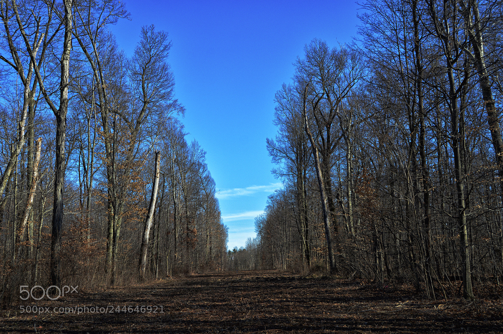 Nikon D3200 sample photo. Path for giants photography