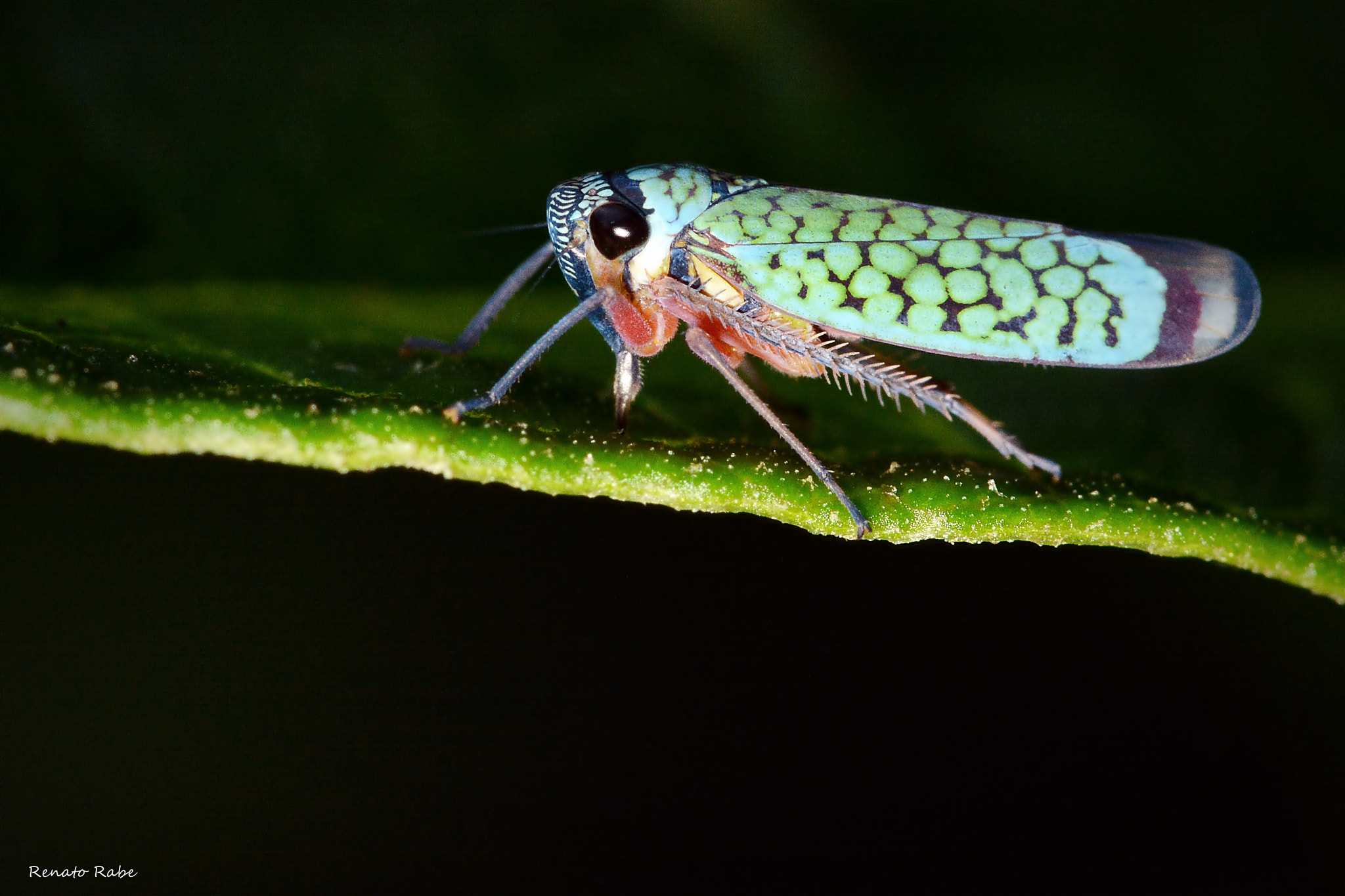 Nikon D5200 + Sigma 105mm F2.8 EX DG OS HSM sample photo. Dsc photography