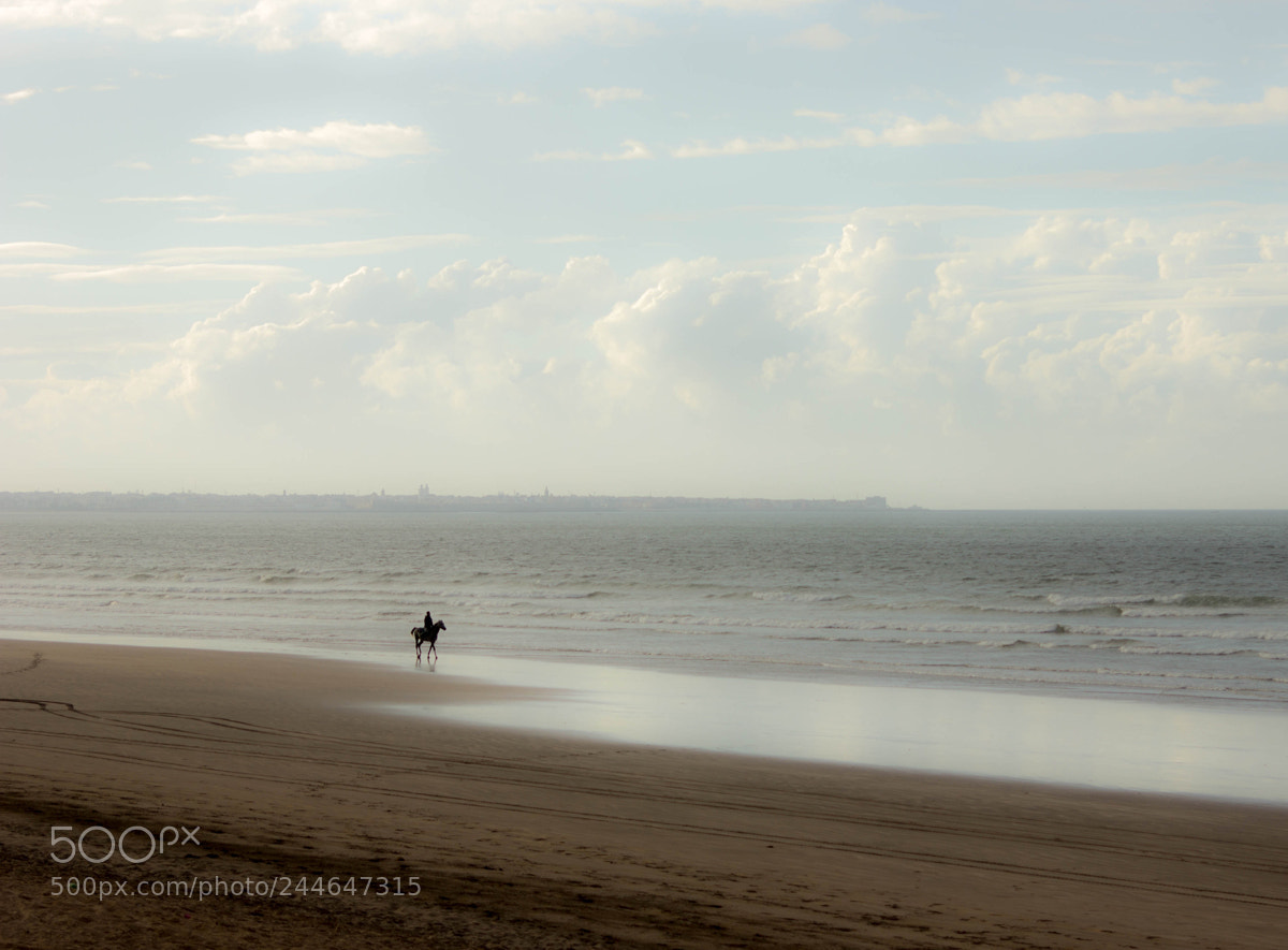 Canon EOS 550D (EOS Rebel T2i / EOS Kiss X4) sample photo. Beach horse photography