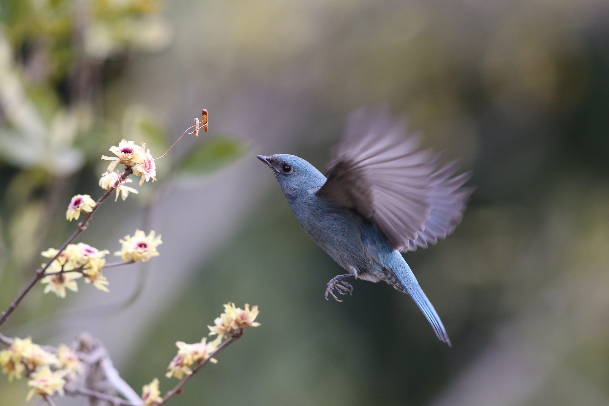 Canon EF 600mm F4L IS II USM sample photo