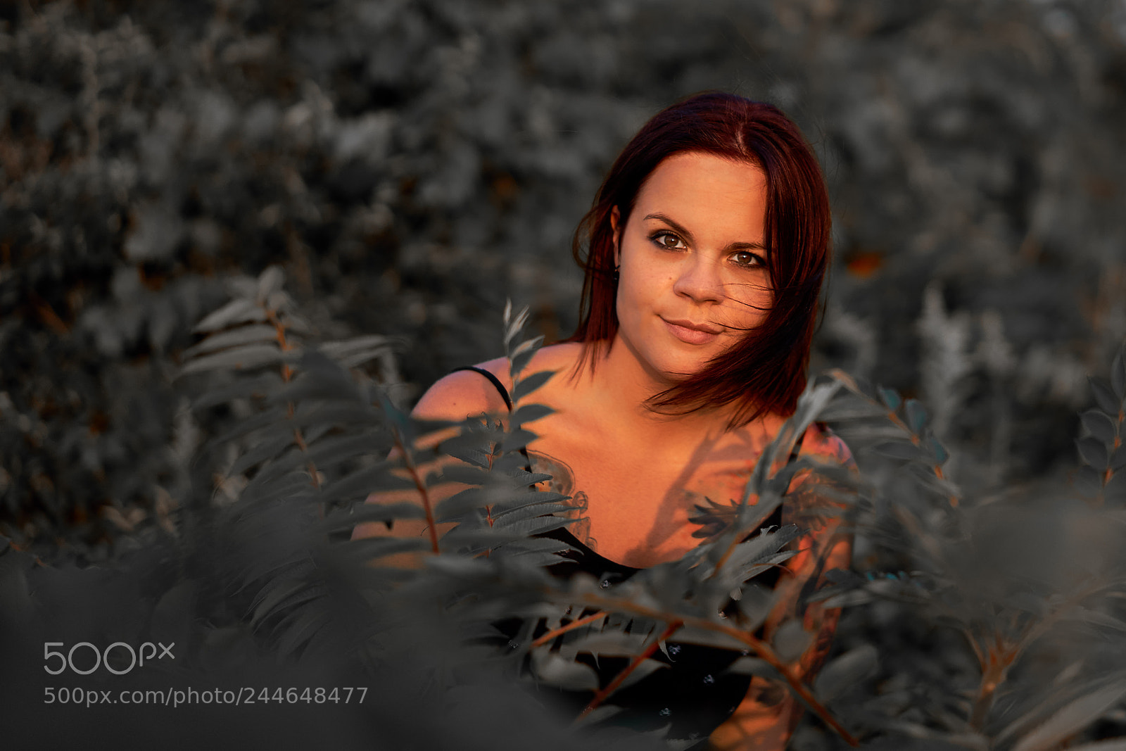Sony a7 II sample photo. * high light * photography