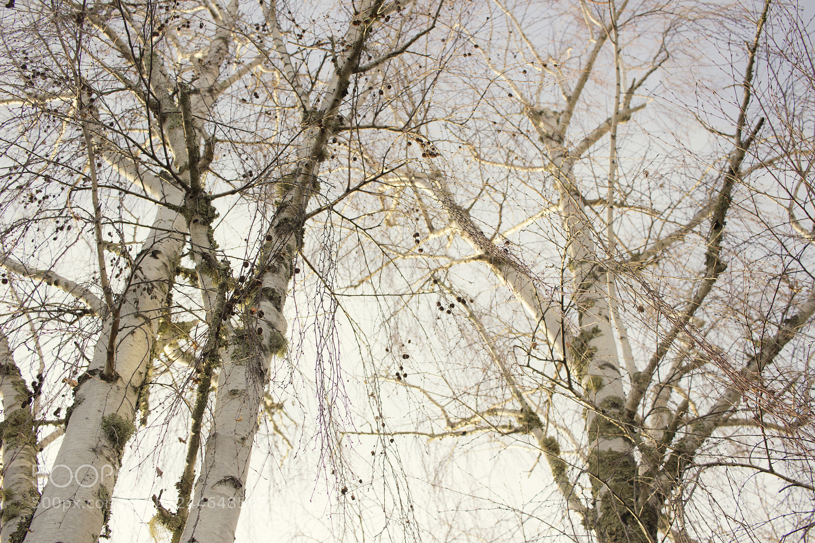 Canon EOS 600D (Rebel EOS T3i / EOS Kiss X5) sample photo. Birch trees photography