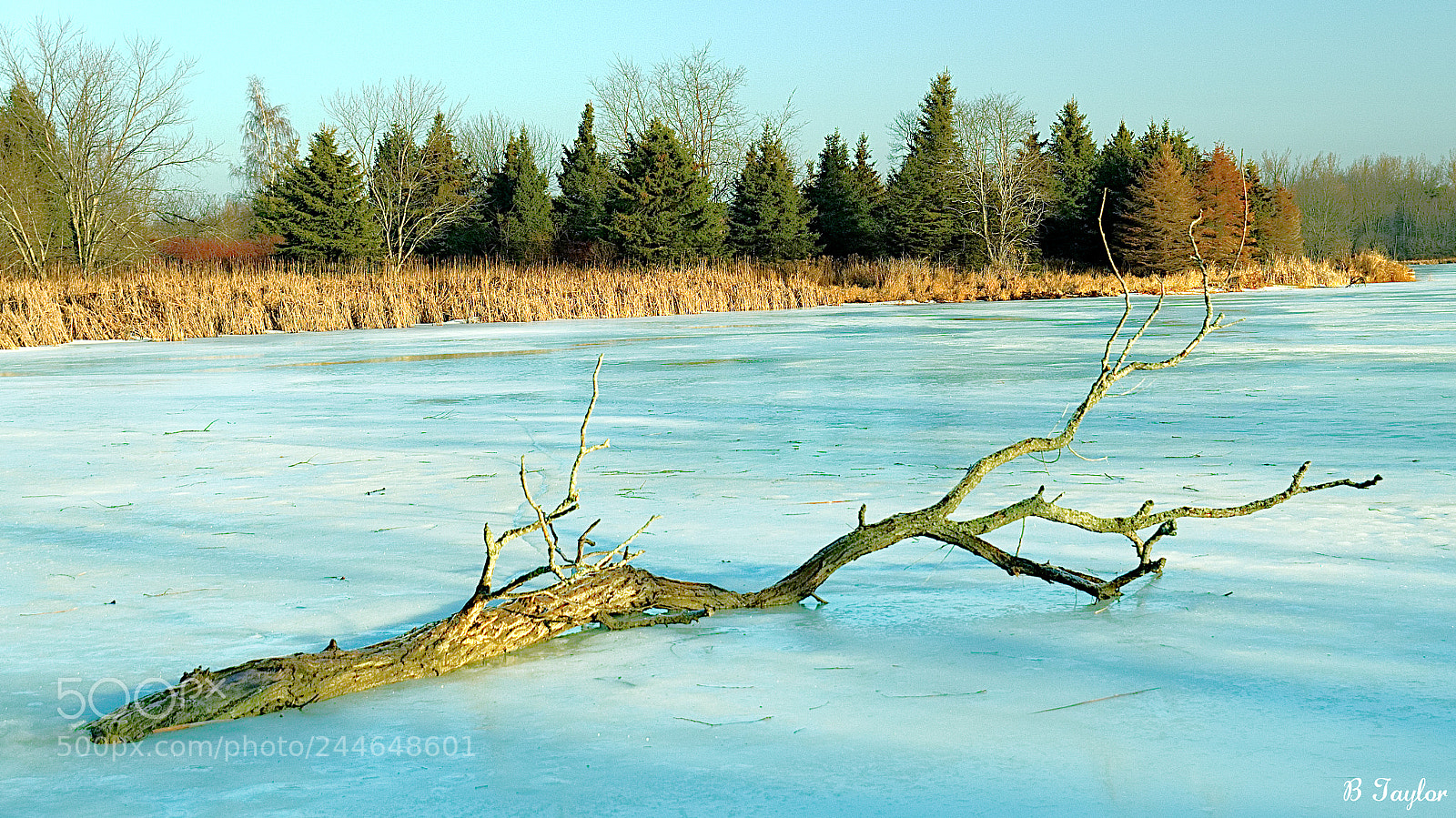 Sony SLT-A57 sample photo. Branch on the ice photography