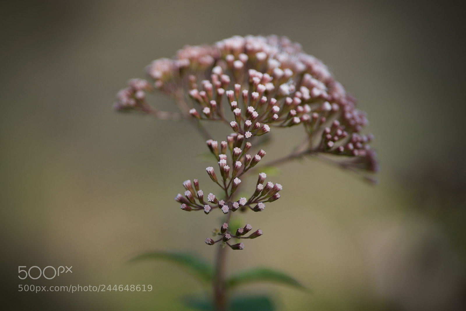 Sony a7 sample photo. Elegance photography