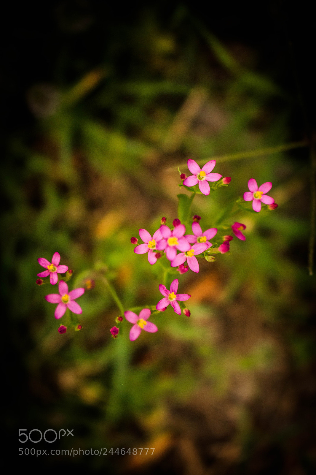 Canon EOS 750D (EOS Rebel T6i / EOS Kiss X8i) sample photo. Img photography