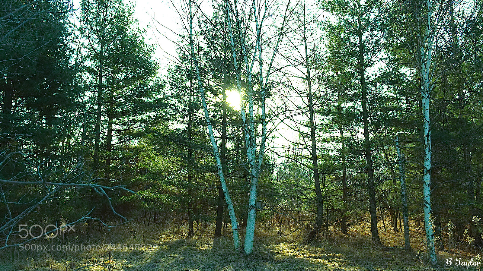 Sony SLT-A57 sample photo. Sun in trees photography