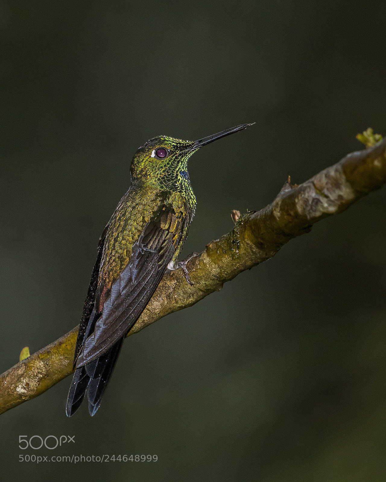 Nikon D500 sample photo. Green crowned brilliant male photography