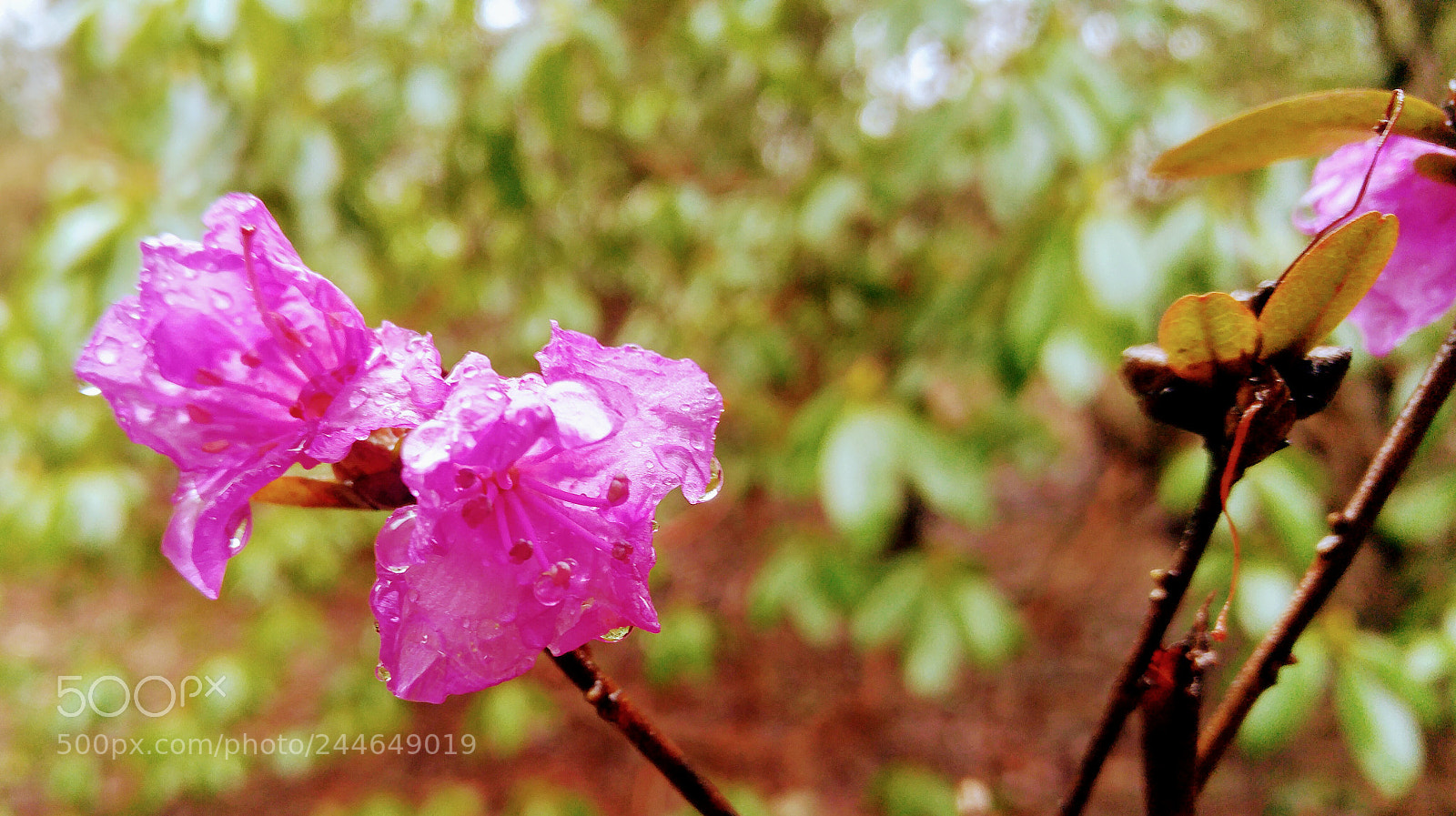 LG G4 sample photo. Colors in the rain photography