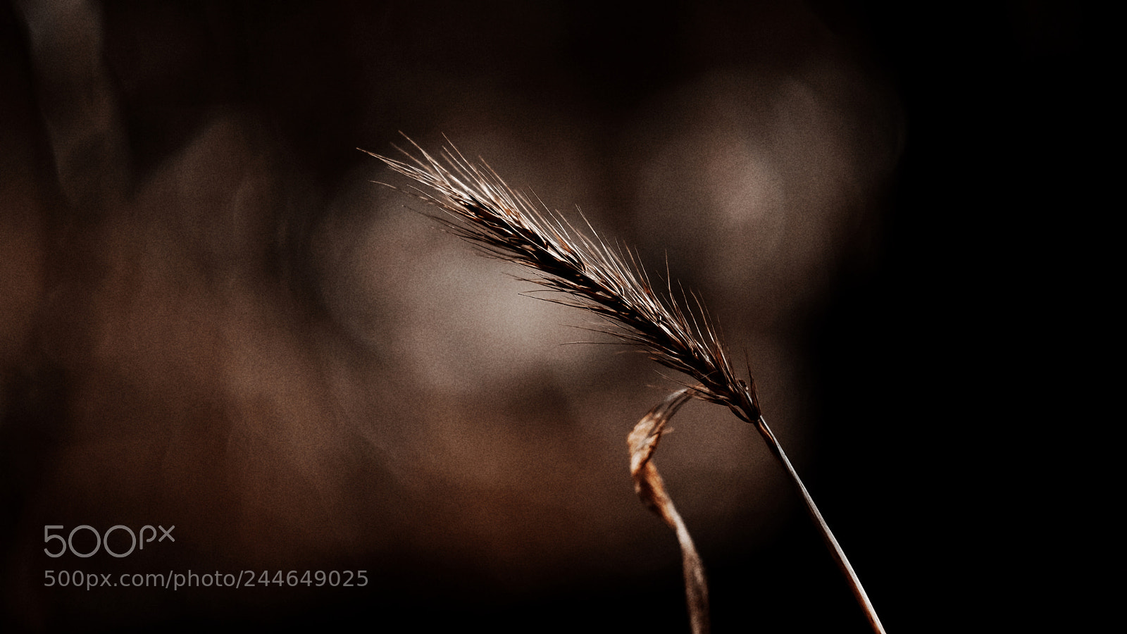Fujifilm X-Pro2 sample photo. Grass gone to seed photography