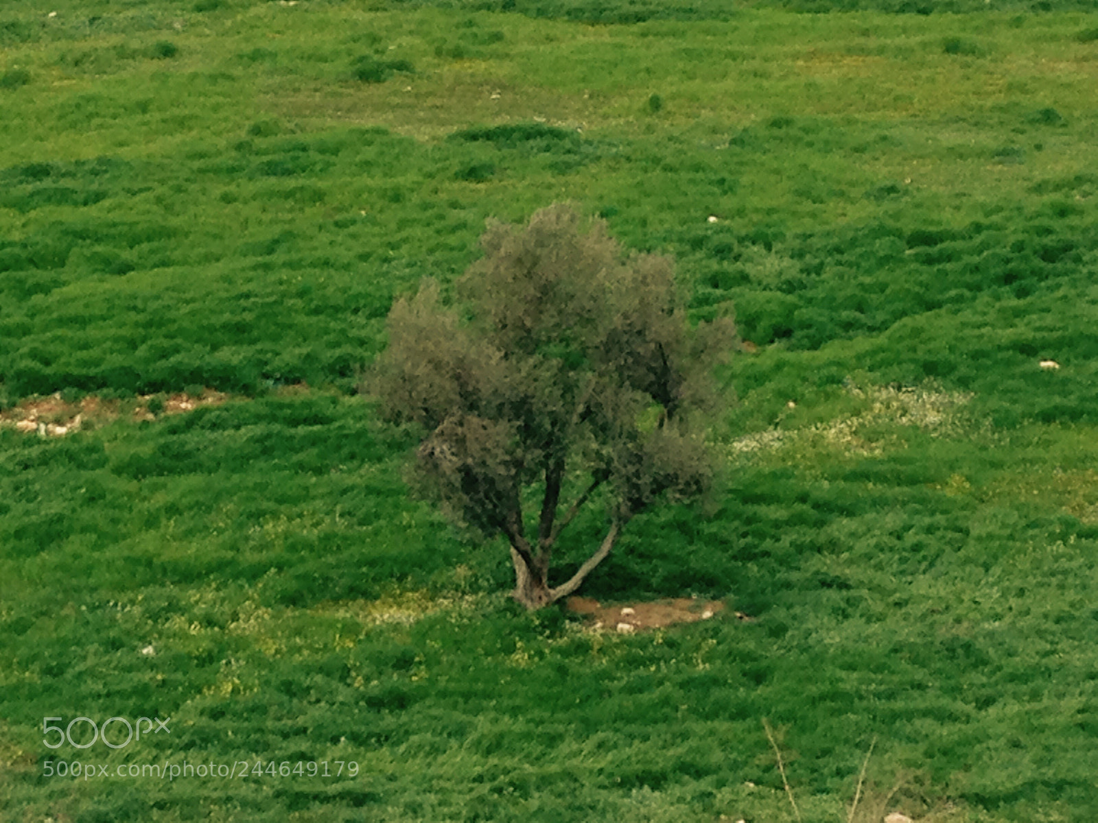 Apple iPhone 5 sample photo. تلگ شجرة أذار .. !!  photography