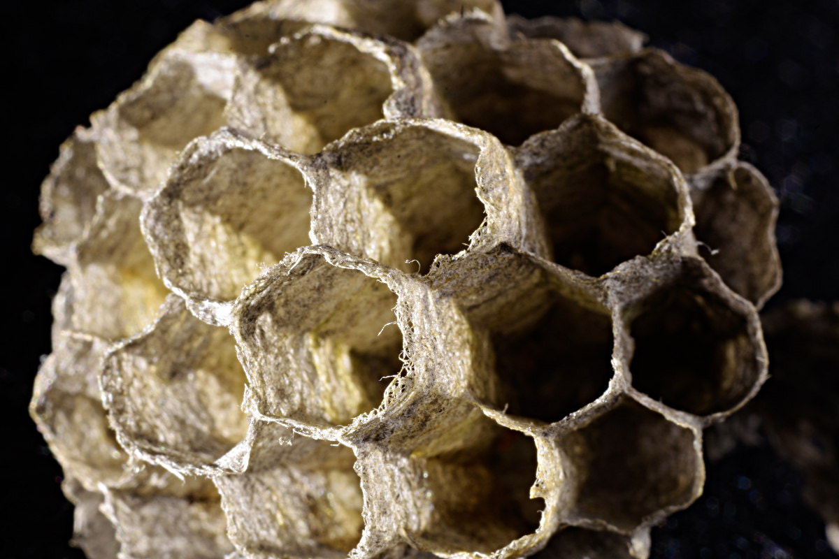 Manual Lens No CPU sample photo. Starting a wasp nest photography