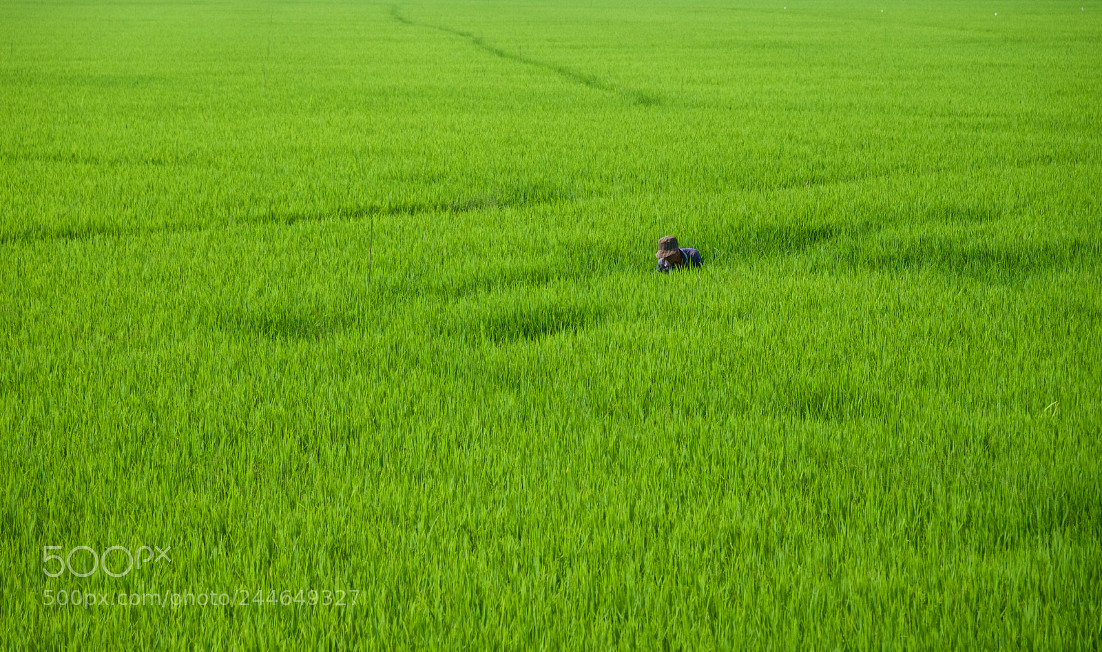 Sony a6300 sample photo. Alone in the fields photography