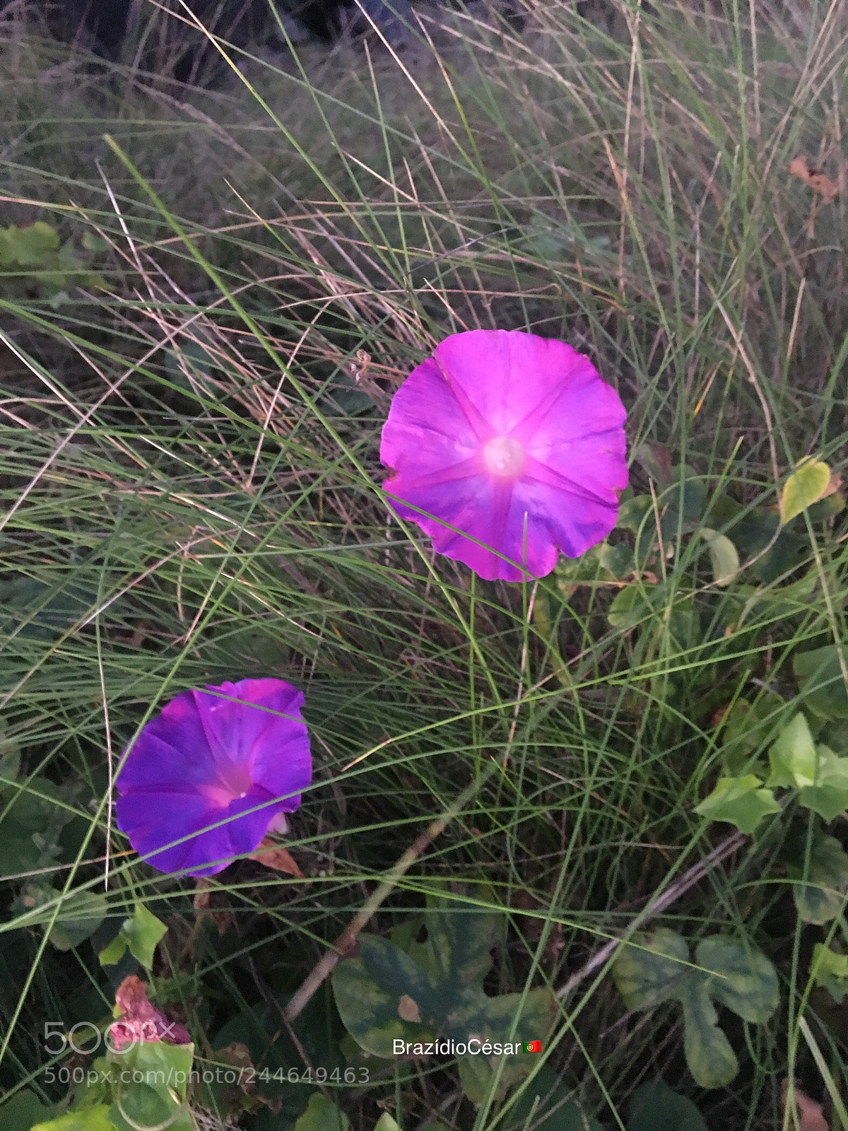 Apple iPhone 6s sample photo. Untitled photography