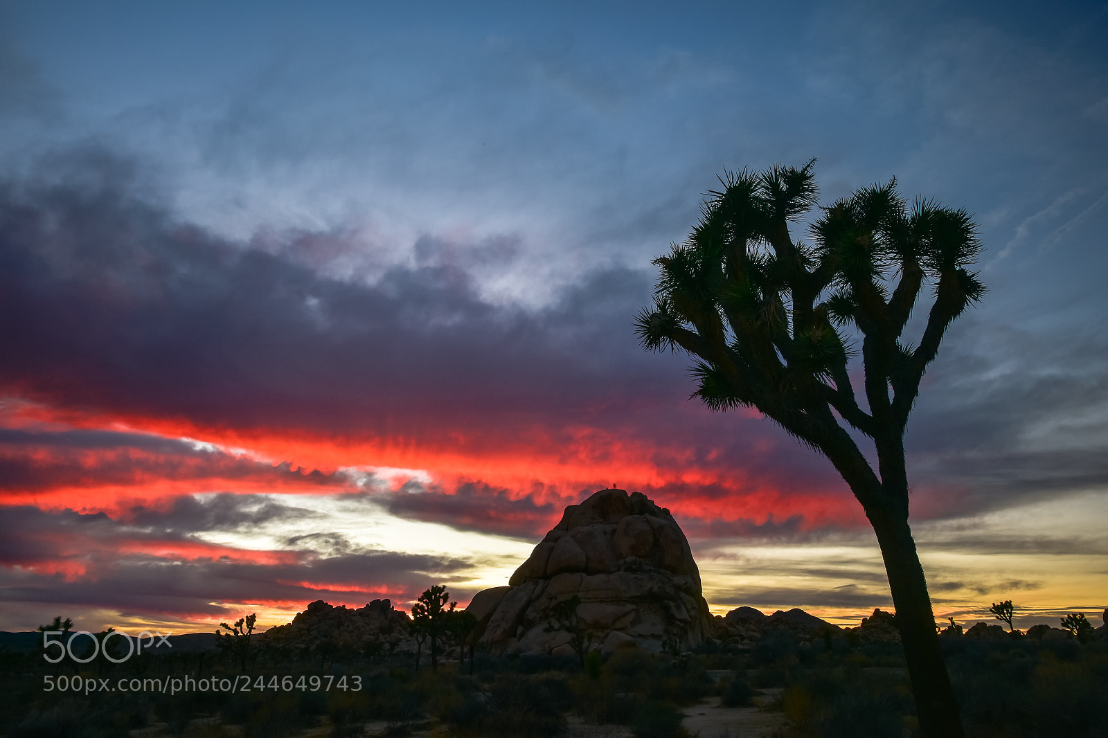 Nikon D810 sample photo. Sunset in joshua tree photography