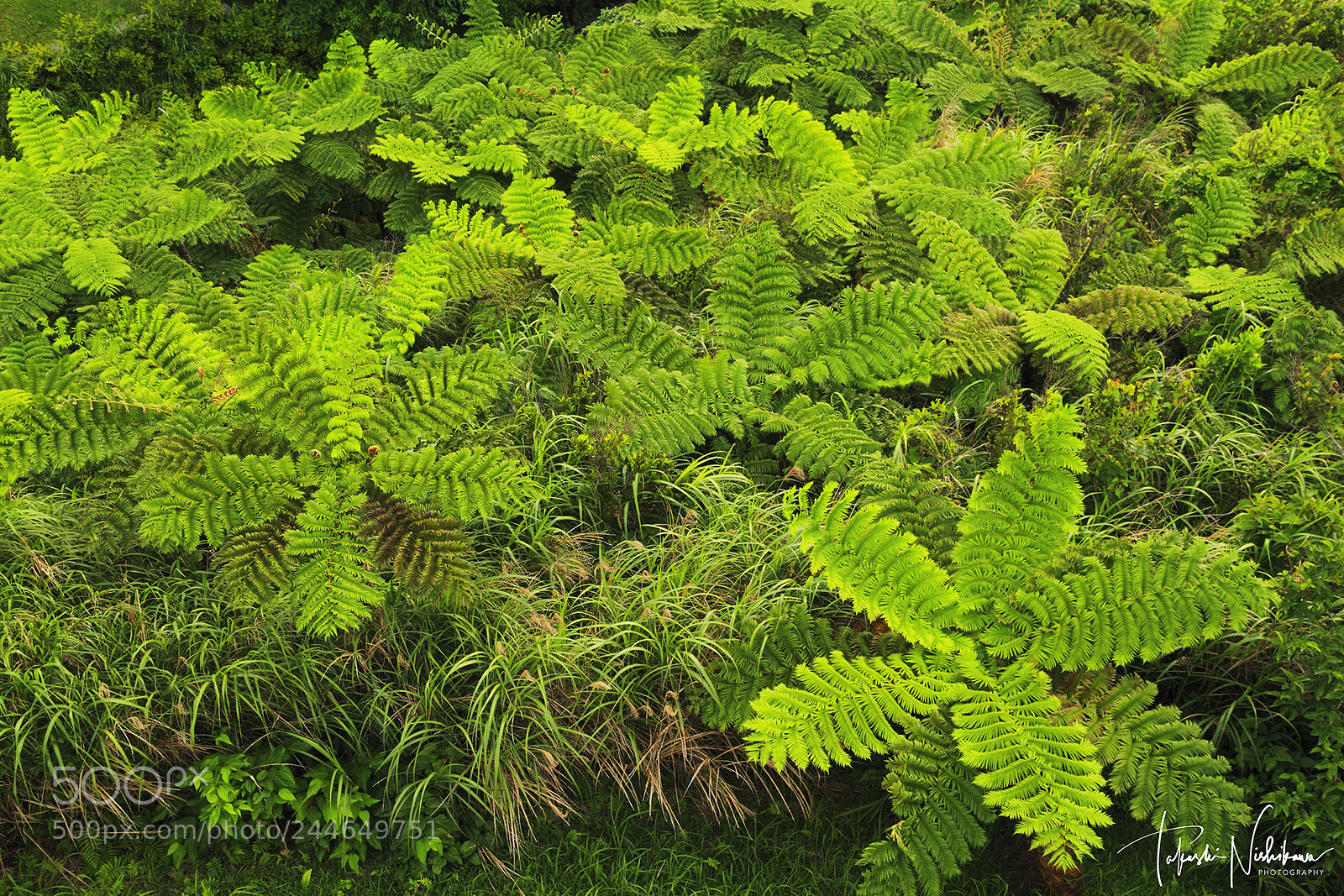 Canon EOS 5D Mark II sample photo. A community of ferns photography