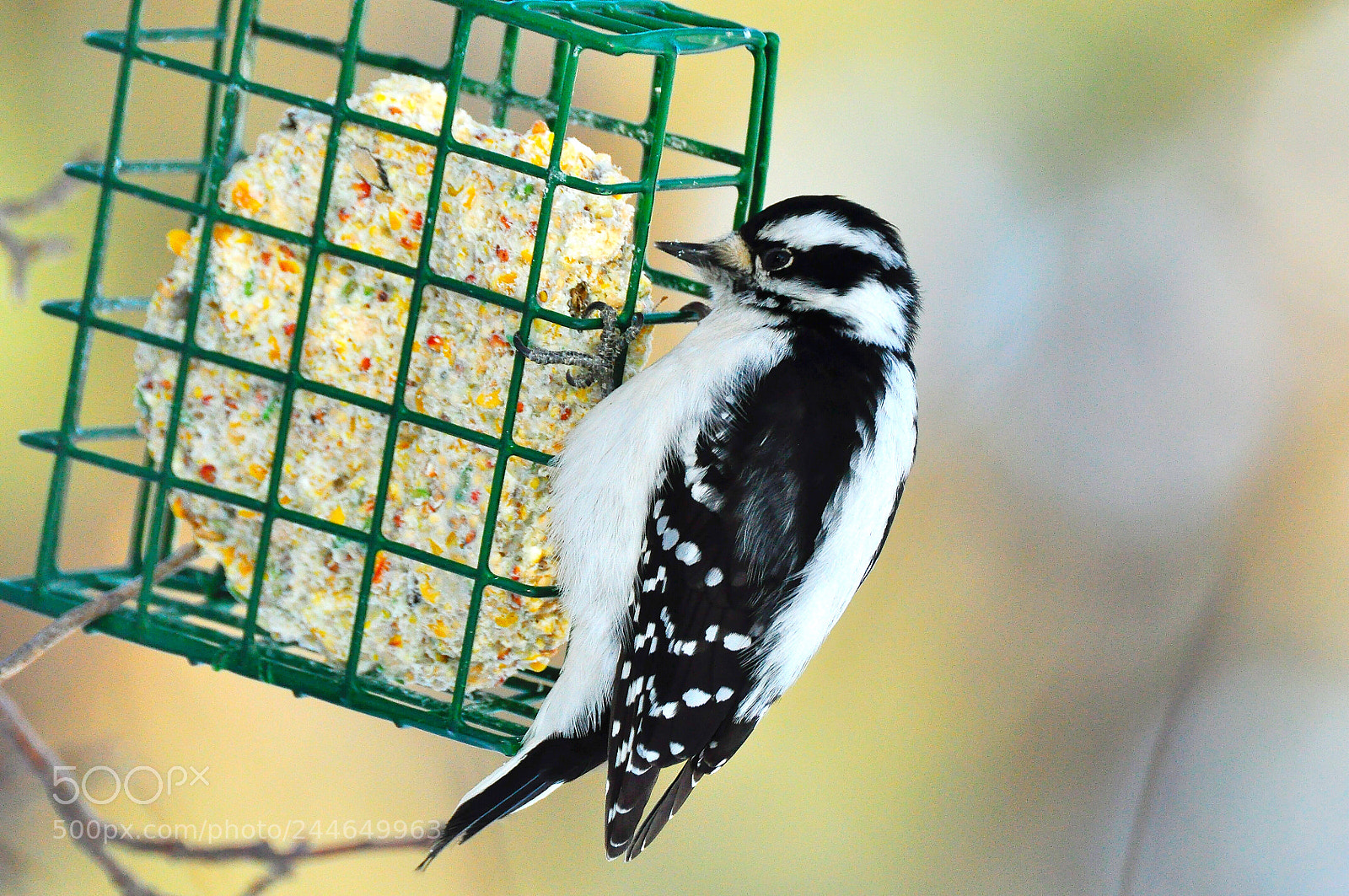 Nikon D90 sample photo. Downy woodpecker photography