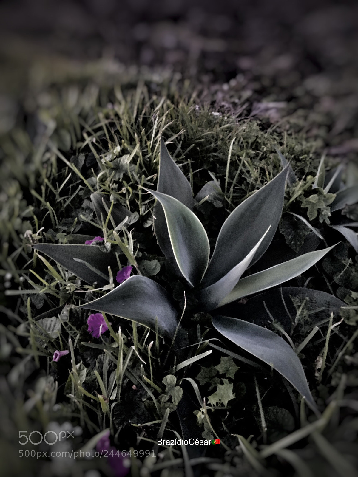 Apple iPhone 6s sample photo. Untitled photography
