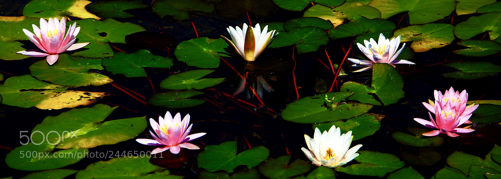 Canon EOS 7D Mark II sample photo. Waterlilys photography