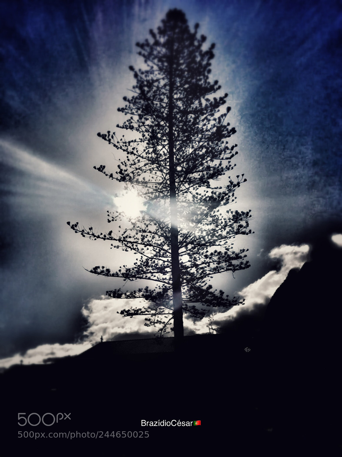 Apple iPhone 6s sample photo. Untitled photography