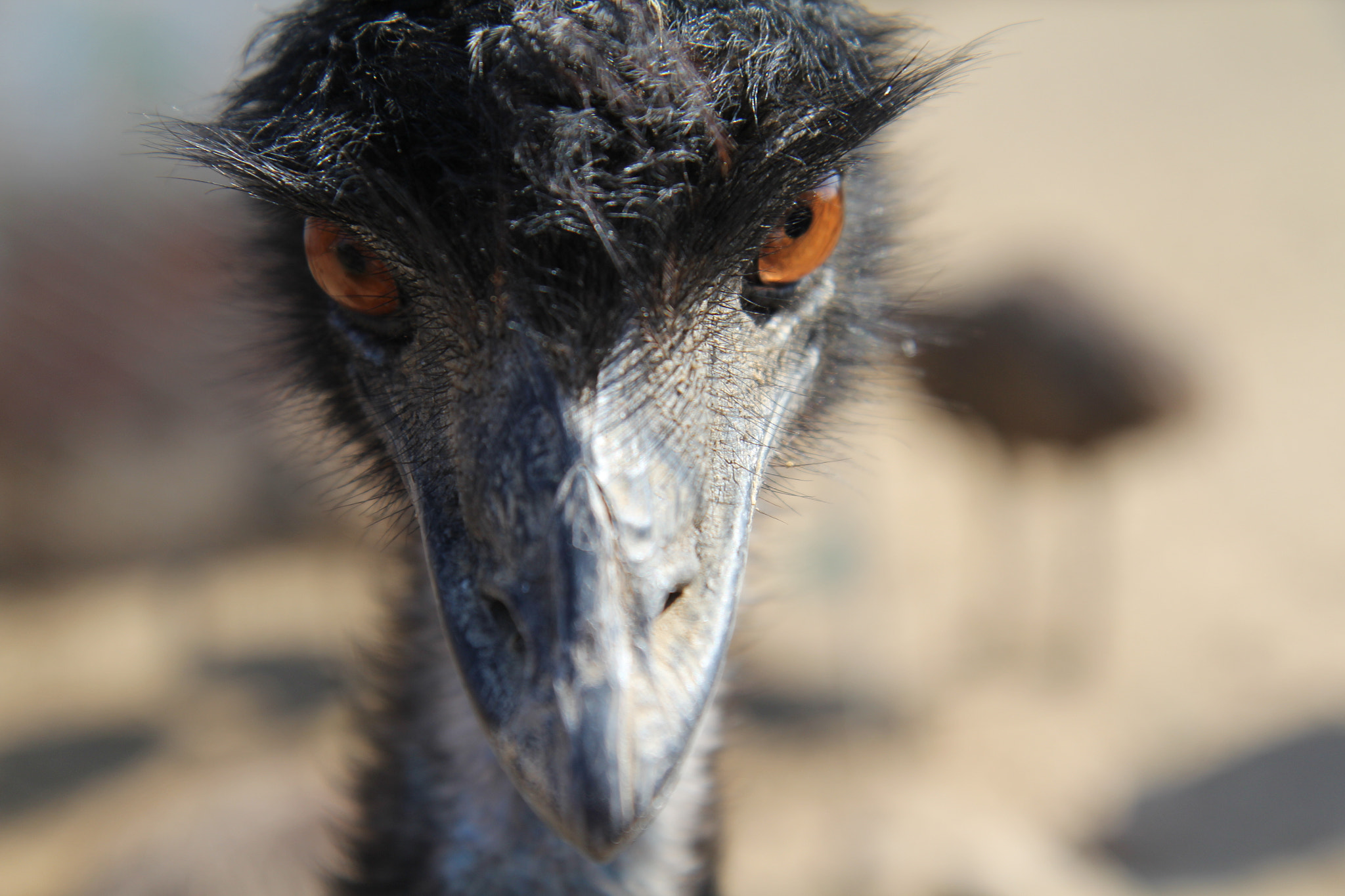Canon EF-S 17-55mm F2.8 IS USM sample photo. Look in to my eyes photography