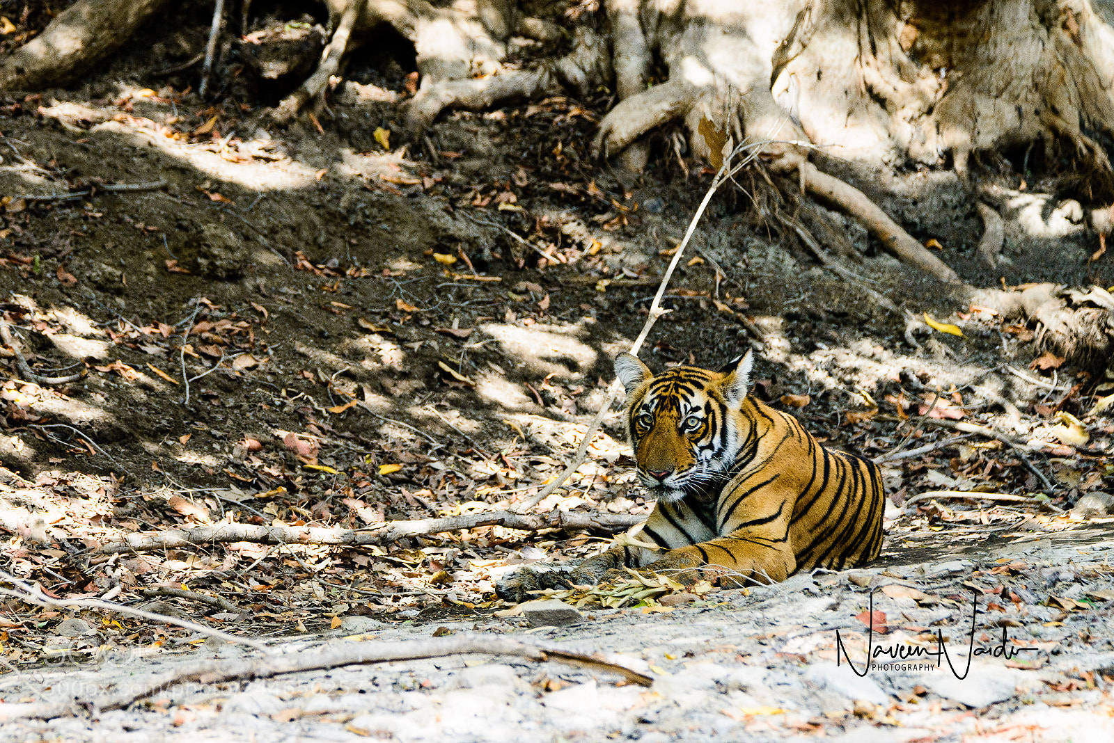 Nikon D800 sample photo. Cub photography