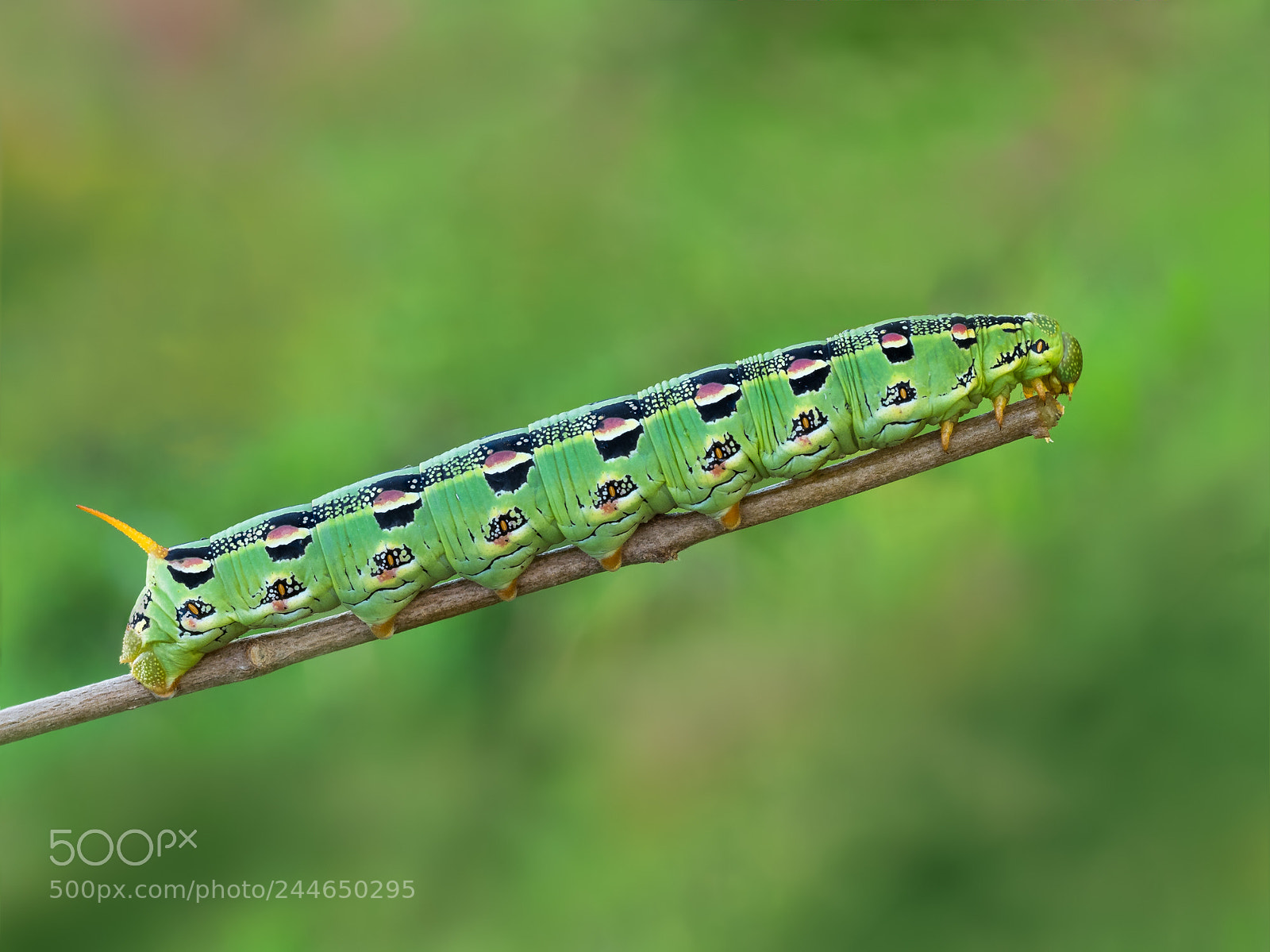 Olympus OM-D E-M1 sample photo. Caterpillar photography