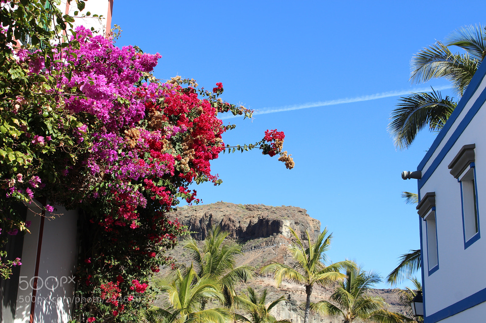 Canon EOS 100D (EOS Rebel SL1 / EOS Kiss X7) sample photo. Buganvilia in puerto de photography