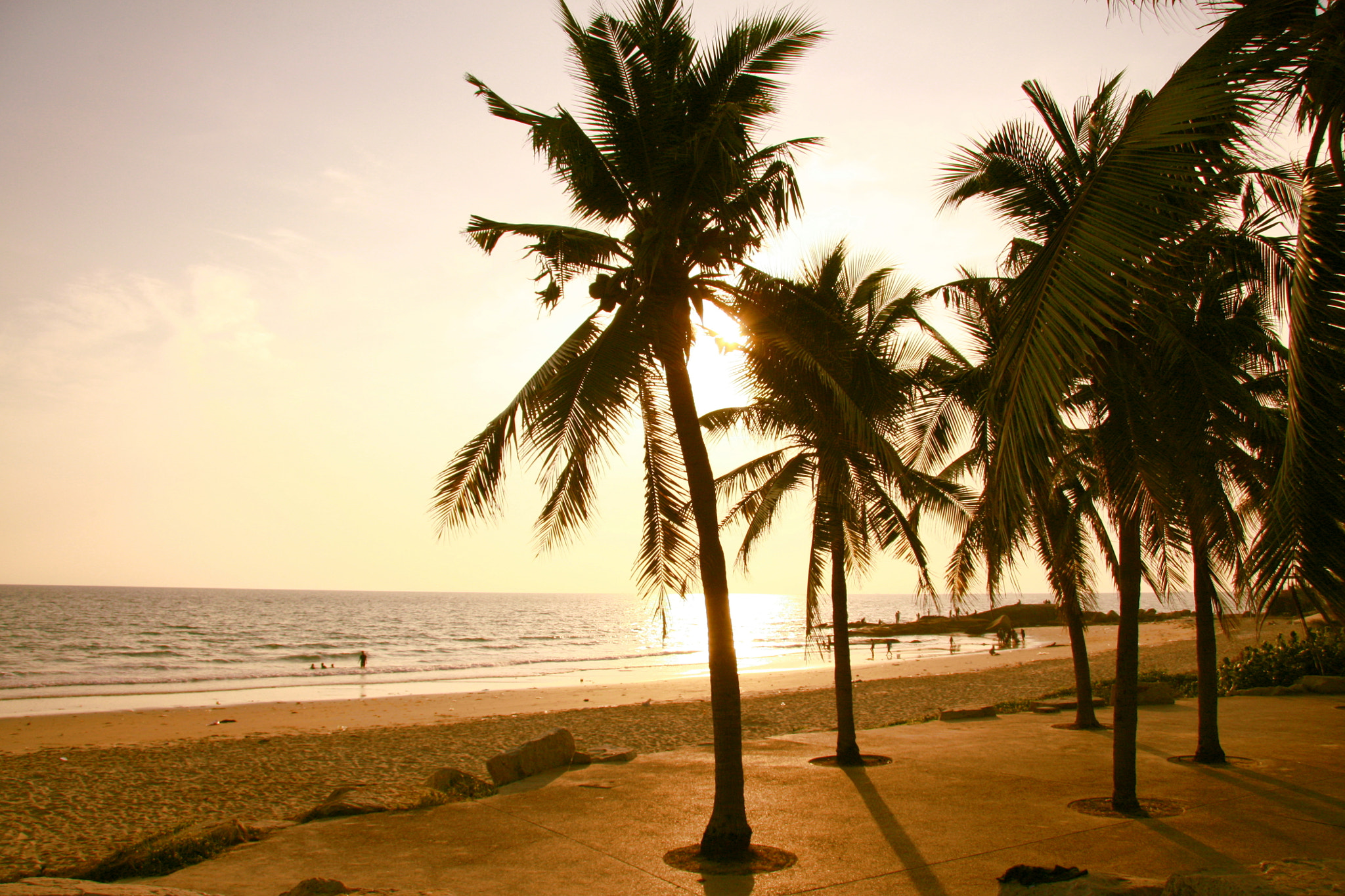 Canon EF-S 17-85mm F4-5.6 IS USM sample photo. Palm tree photography