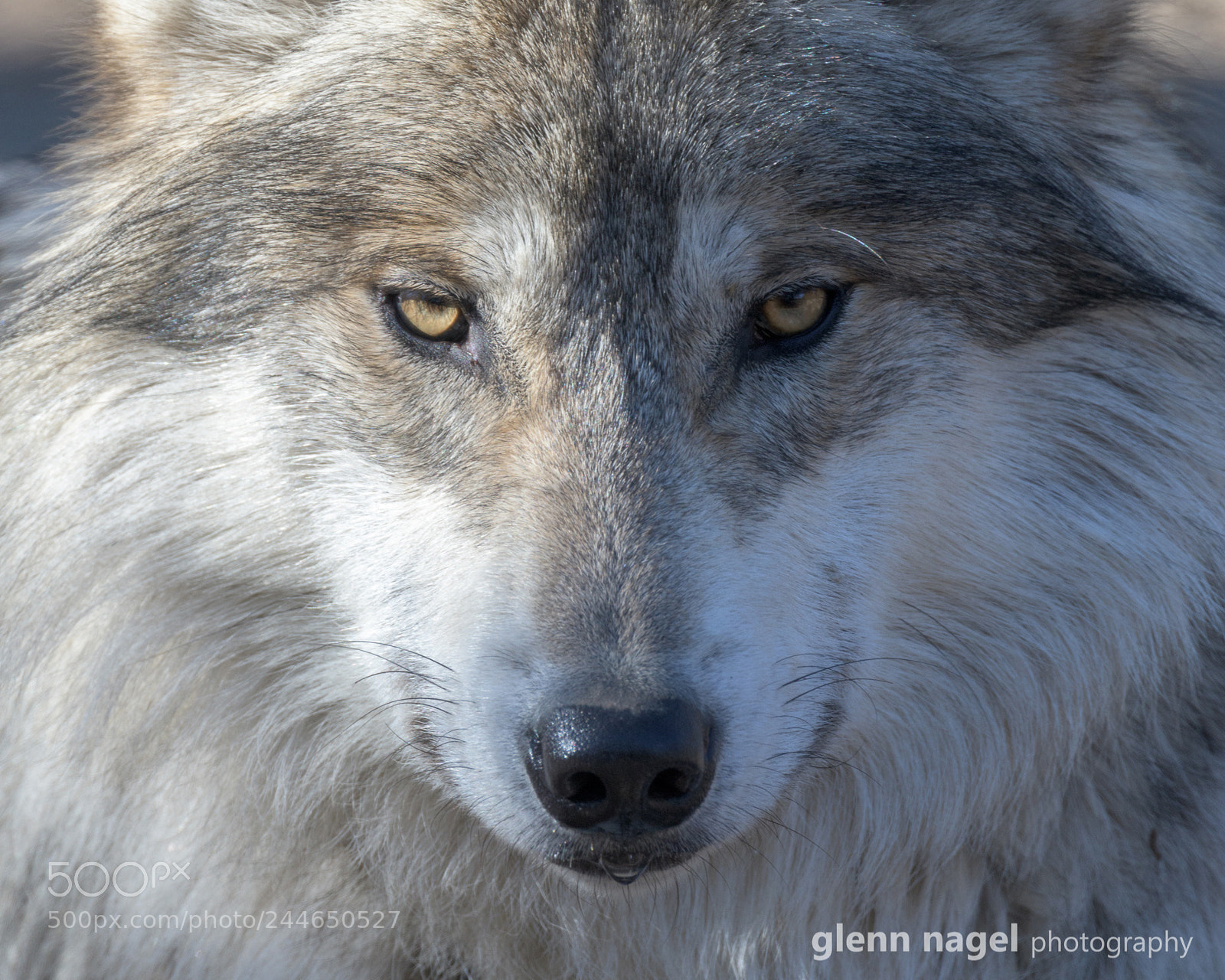 Nikon D850 sample photo. Mexican gray wolf photography