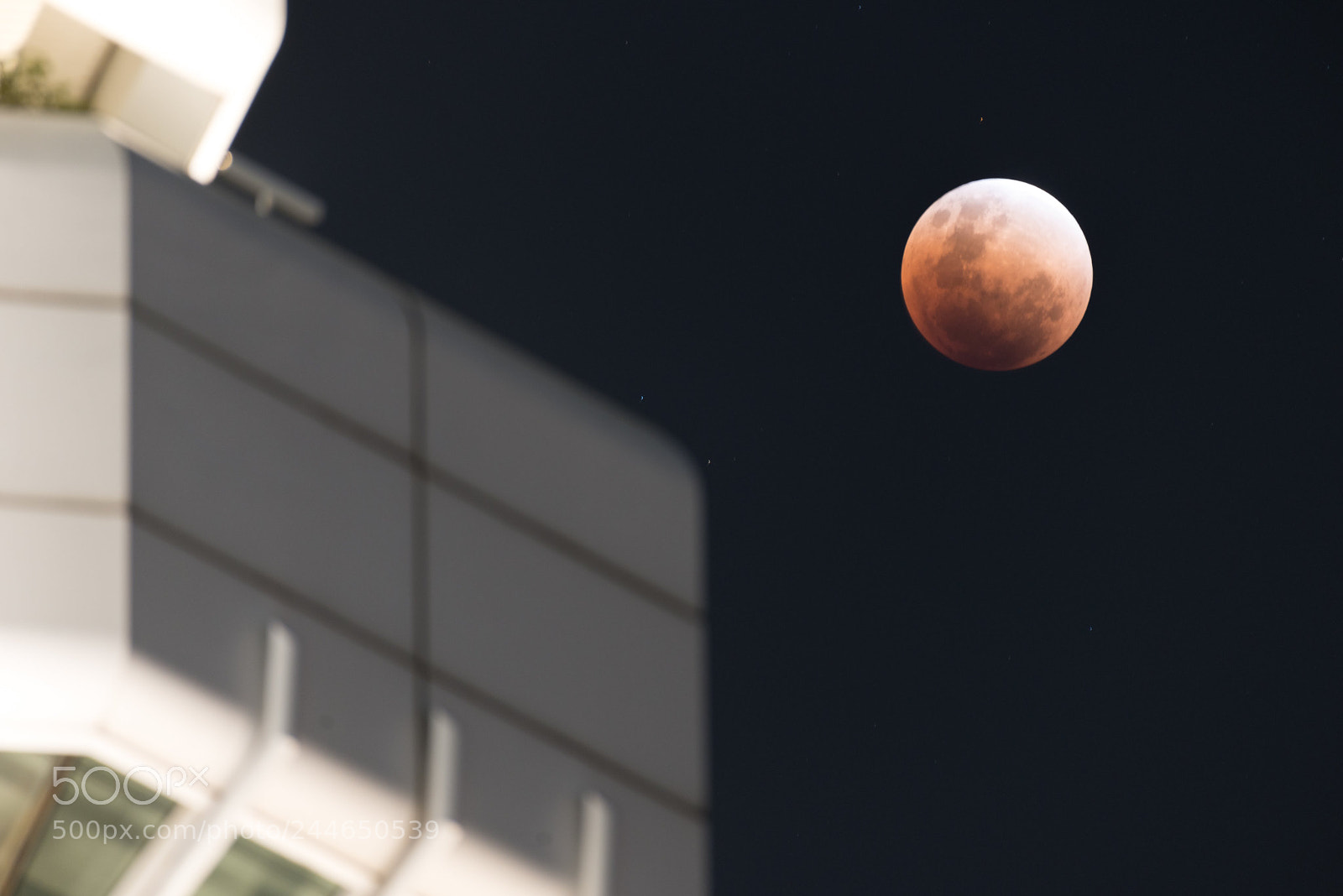 Nikon D800 sample photo. Super blue blood moon photography