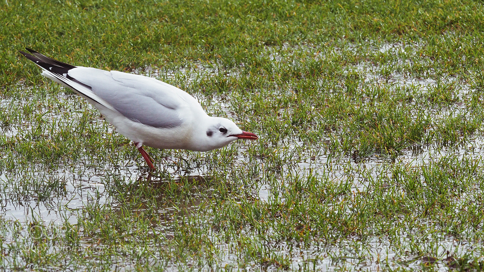 Olympus PEN E-PL7 sample photo. Thirty bird photography