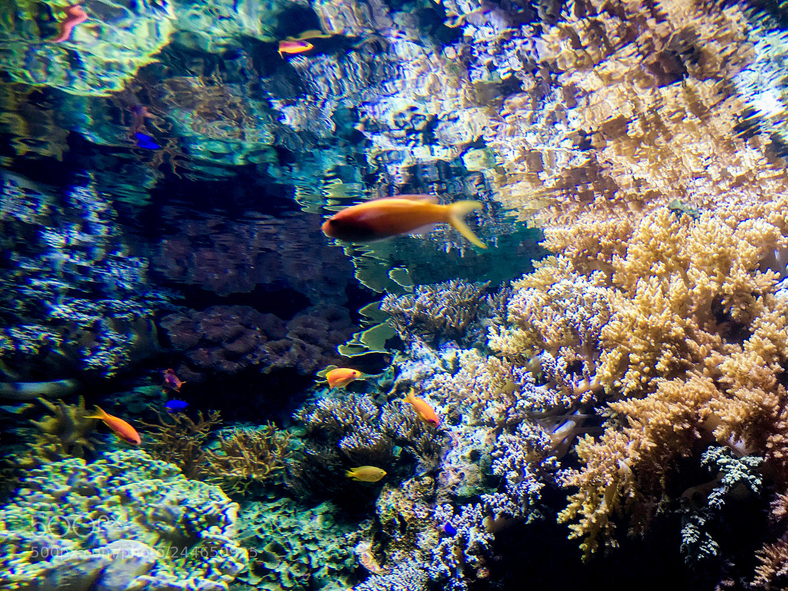 Apple iPhone SE sample photo. Fish in the sea... photography