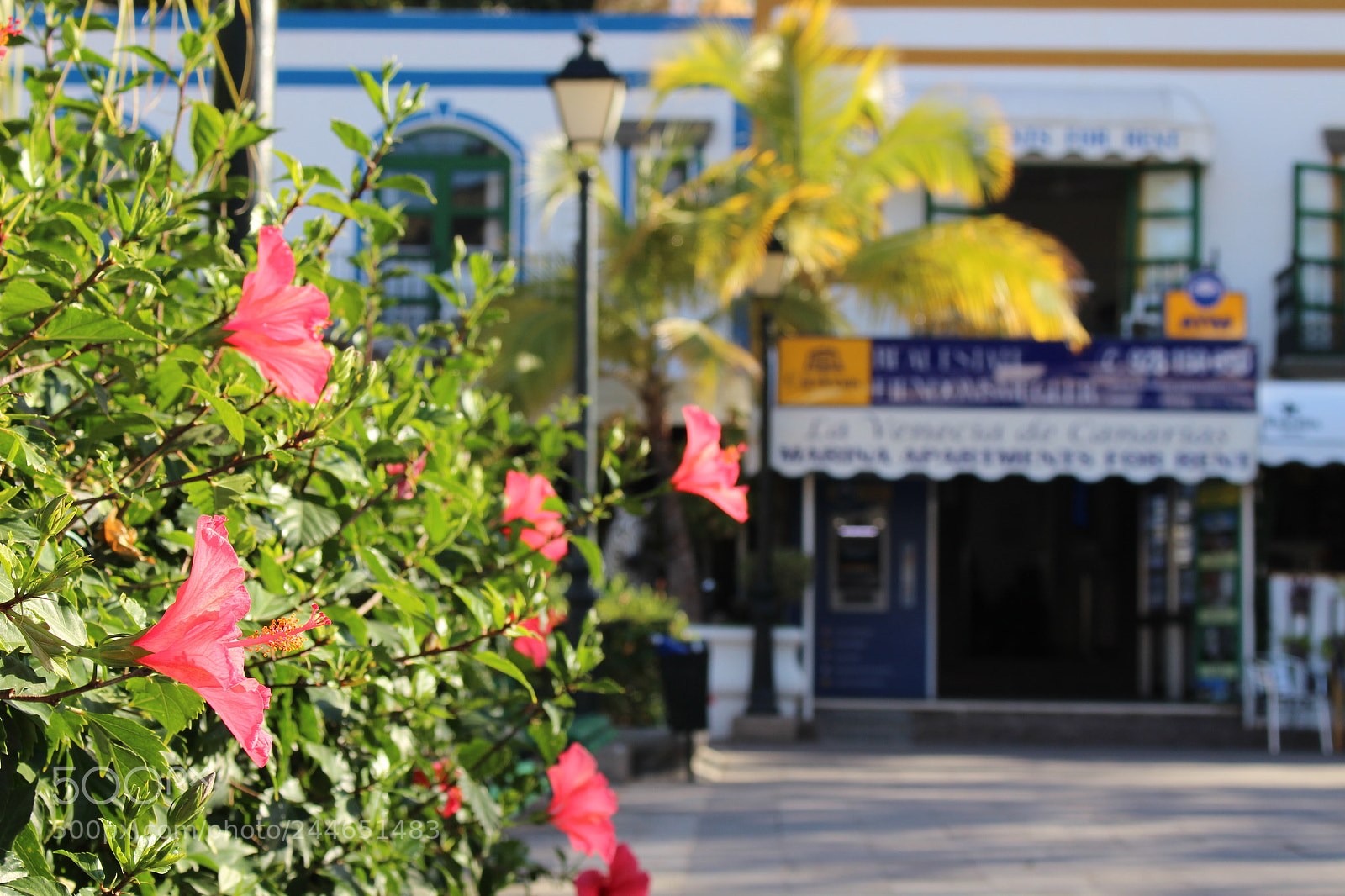 Canon EOS 100D (EOS Rebel SL1 / EOS Kiss X7) sample photo. Hibiscus in puerto de photography