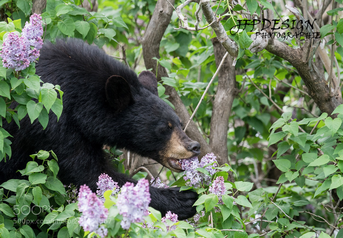 Nikon D500 sample photo. The bear and the photography