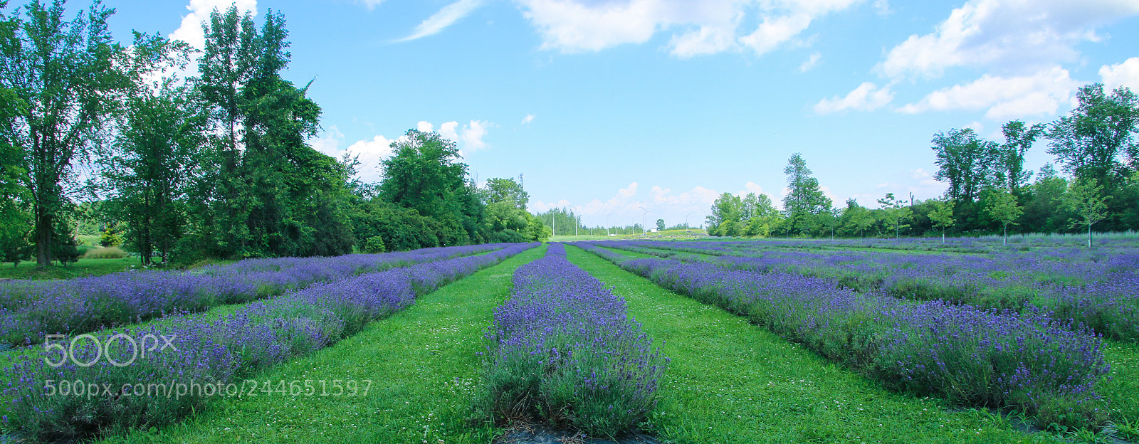 Canon EOS 70D sample photo. Smells of lavender photography